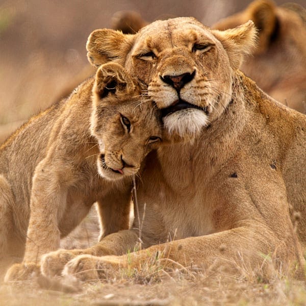 Südafrika & Mauritius: Wildlife Glamping trifft Island Adventure