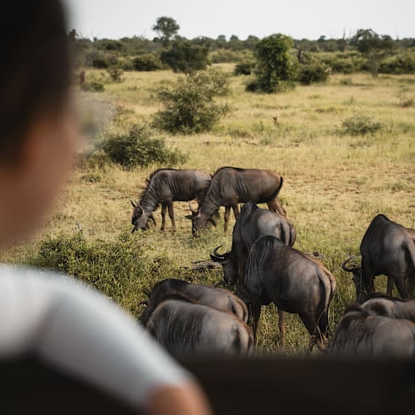 Südafrika Roadtrip: Wildlife Glamping, Krüger & Kapstadt